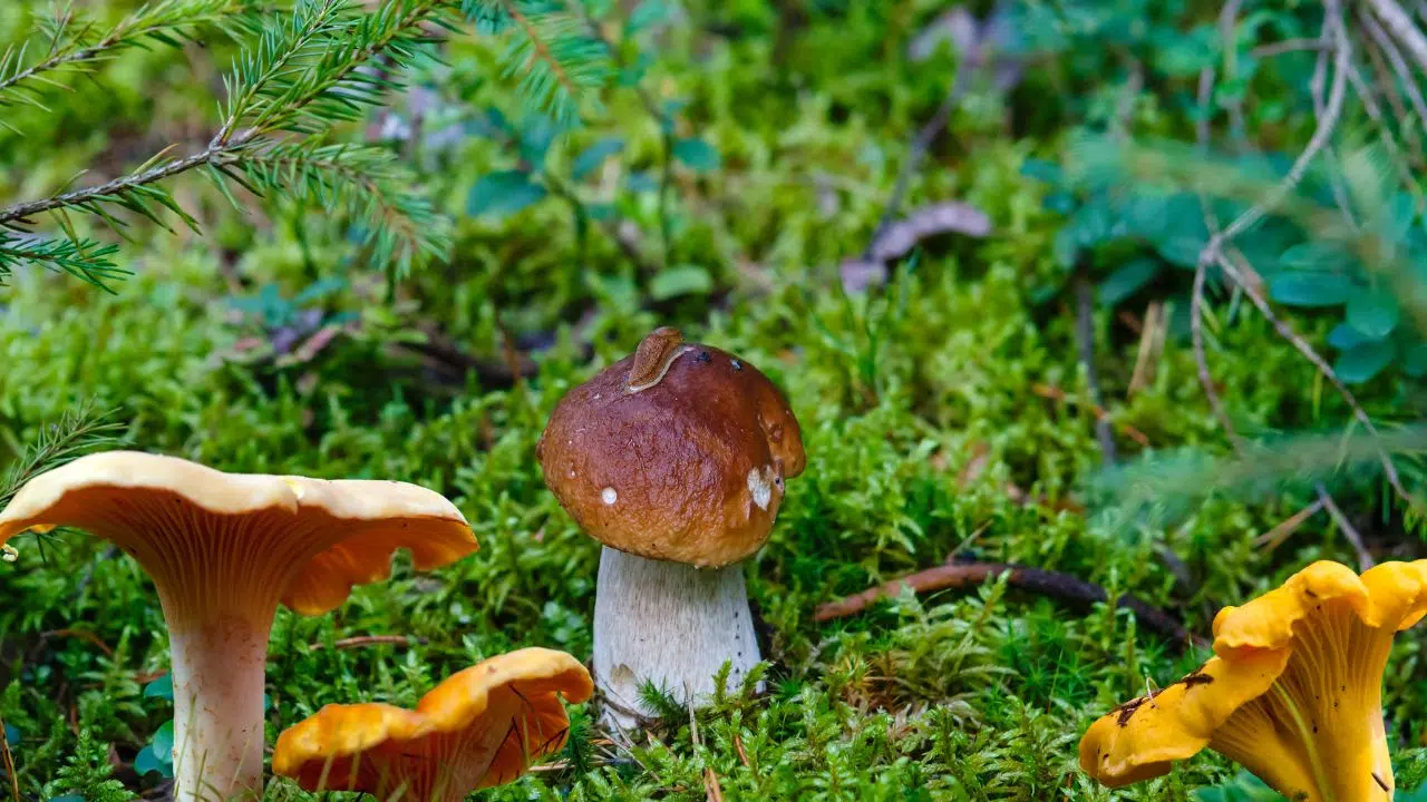 Champignons de saison : Quelles sont les espèces qui poussent actuellement dans nos bois ? Champignons de saison : Quelles sont les espèces qui poussent actuellement dans nos bois ?