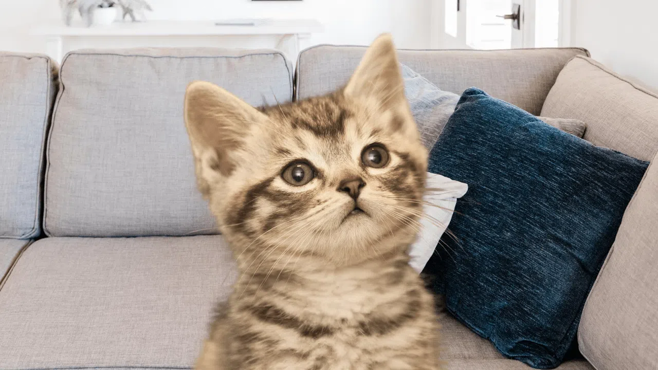 Pourquoi mon chat préfère-il certaines personnes à d'autres ? Le mystère révélé ! Pourquoi mon chat préfère-il certaines personnes à d'autres ? Le mystère révélé !