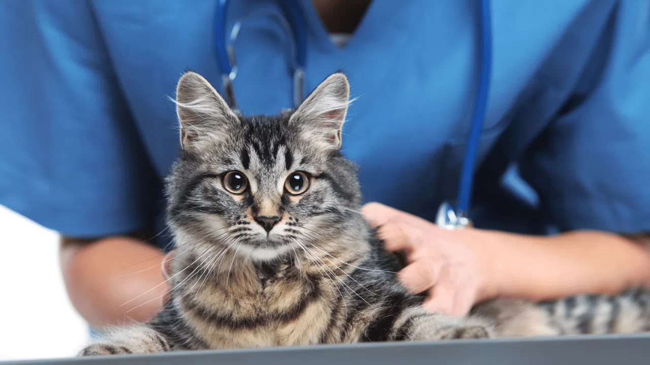 Vous ne croirez jamais comment les ronronnements de votre chat protègent votre cœur !
