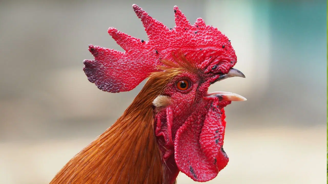 On sait enfin pourquoi le coq chante le matin ! On sait enfin pourquoi le coq chante le matin !