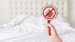 Punaises de lit : Comment les éradiquer rapidement avec les dernières innovations scientifiques ?