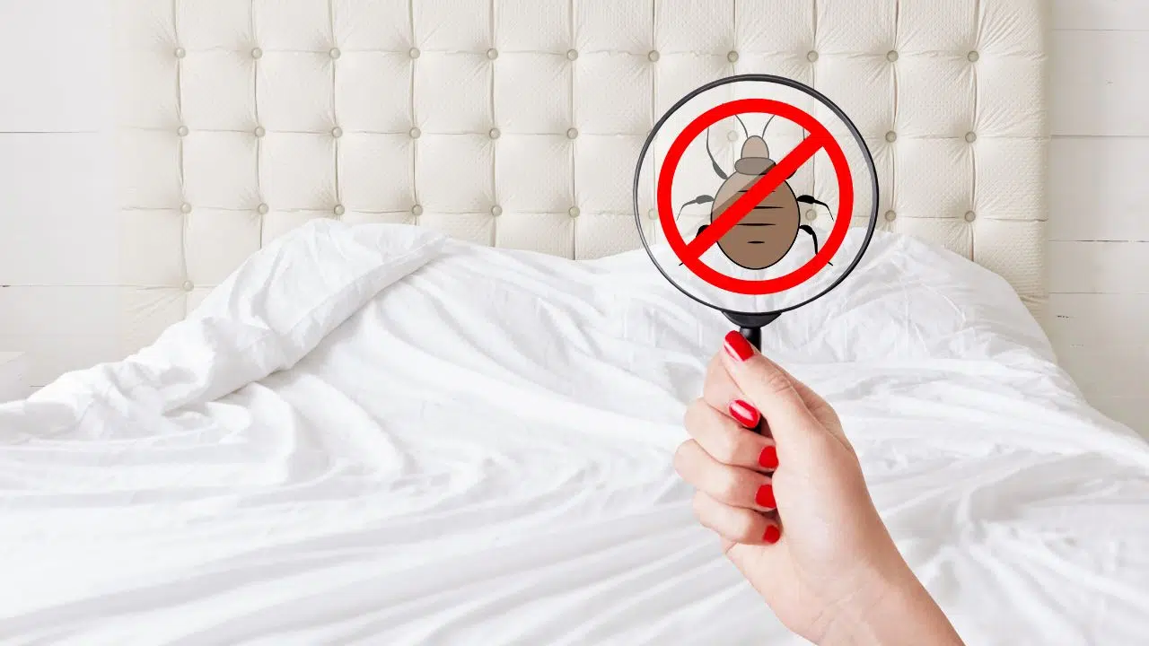 Punaises de lit : Comment les éradiquer rapidement avec les dernières innovations scientifiques ? Punaises de lit : Comment les éradiquer rapidement avec les dernières innovations scientifiques ?