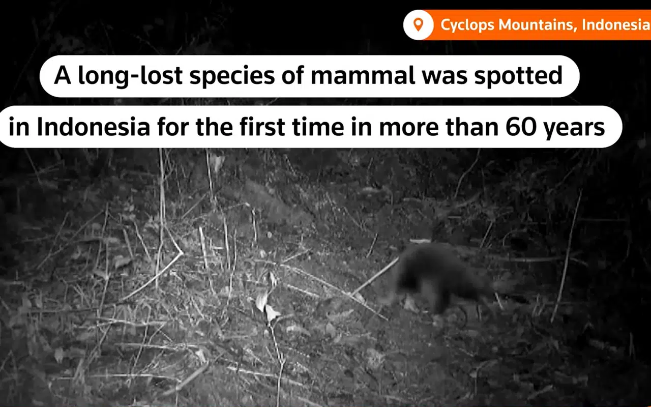 Incroyable redécouverte en Indonésie : L'animal que l'on croyait éteint réapparaît 62 ans plus tard ! Incroyable redécouverte en Indonésie : L'animal que l'on croyait éteint réapparaît 62 ans plus tard !