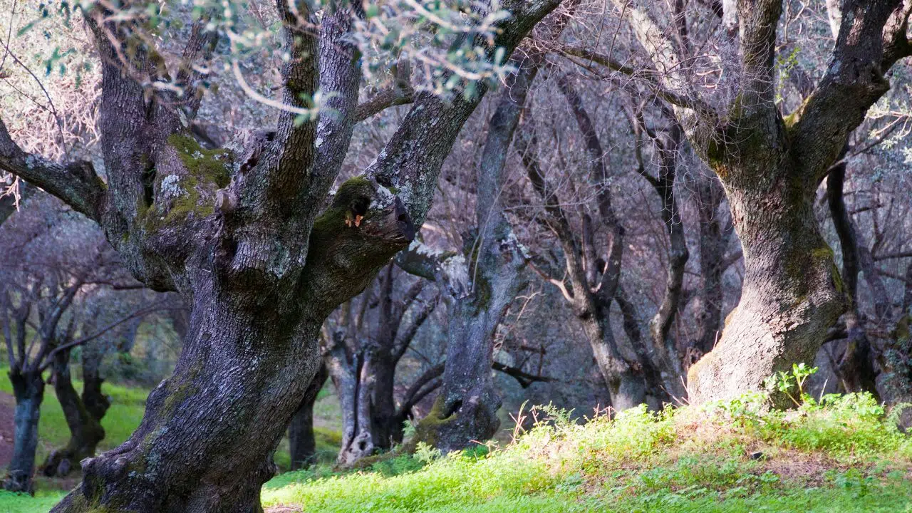Journée mondiale de l'olivier : le 26 novembre 2023 Journée mondiale de l'olivier : le 26 novembre 2023