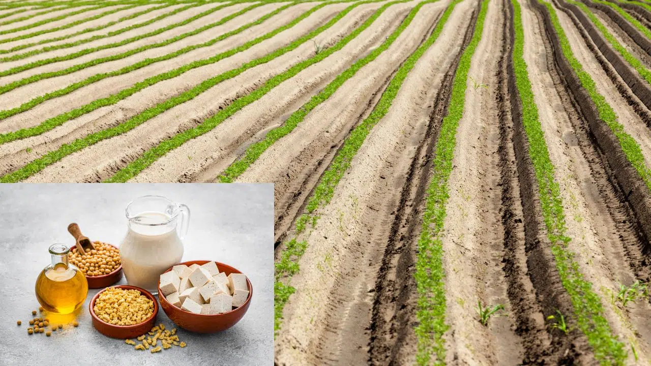 Soja : une relation inquiétante avec la mortalité infantile par leucémie Soja : une relation inquiétante avec la mortalité infantile par leucémie