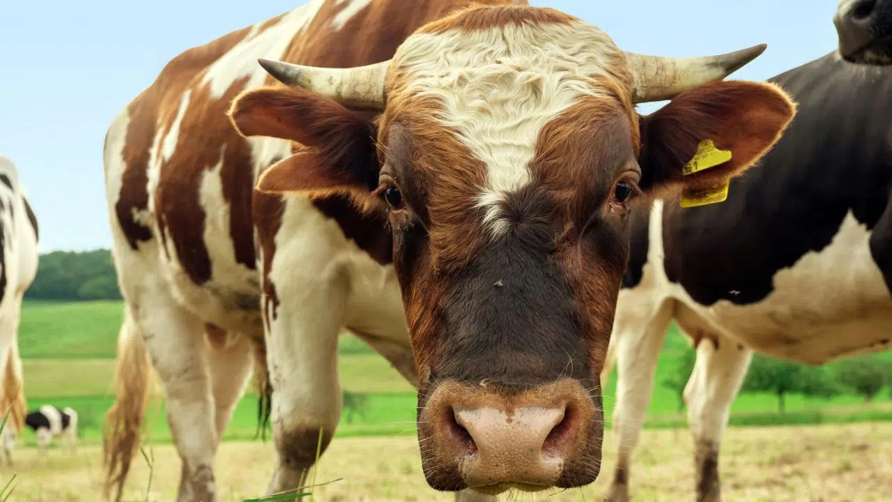 Du sperme de taureau génétiquement modifié pour sauver la planète des émissions de méthane Du sperme de taureau génétiquement modifié pour sauver la planète des émissions de méthane