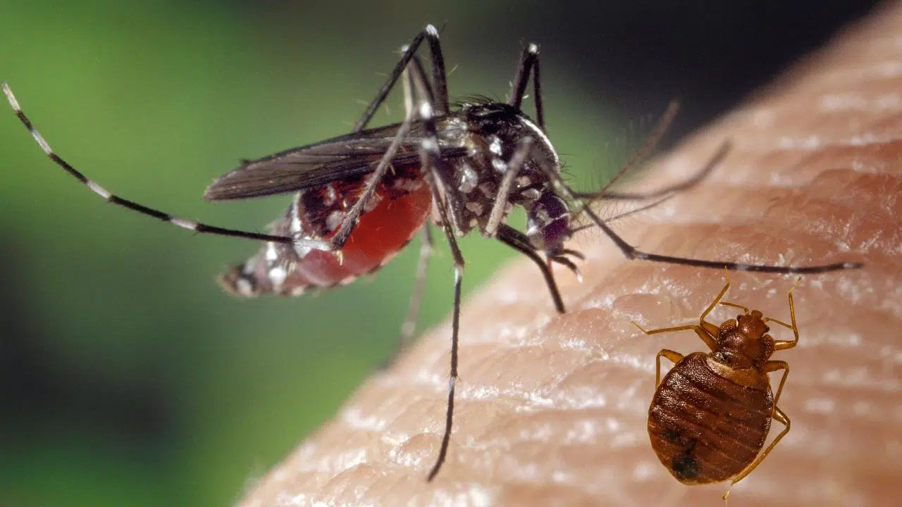 Et si les poils corporels Humains étaient la meilleure défense contre les moustiques et les punaises de lits ? Et si les poils corporels Humains étaient la meilleure défense contre les moustiques et les punaises de lits ?
