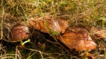 Les 10 meilleures espèces de champignons à cueillir en France