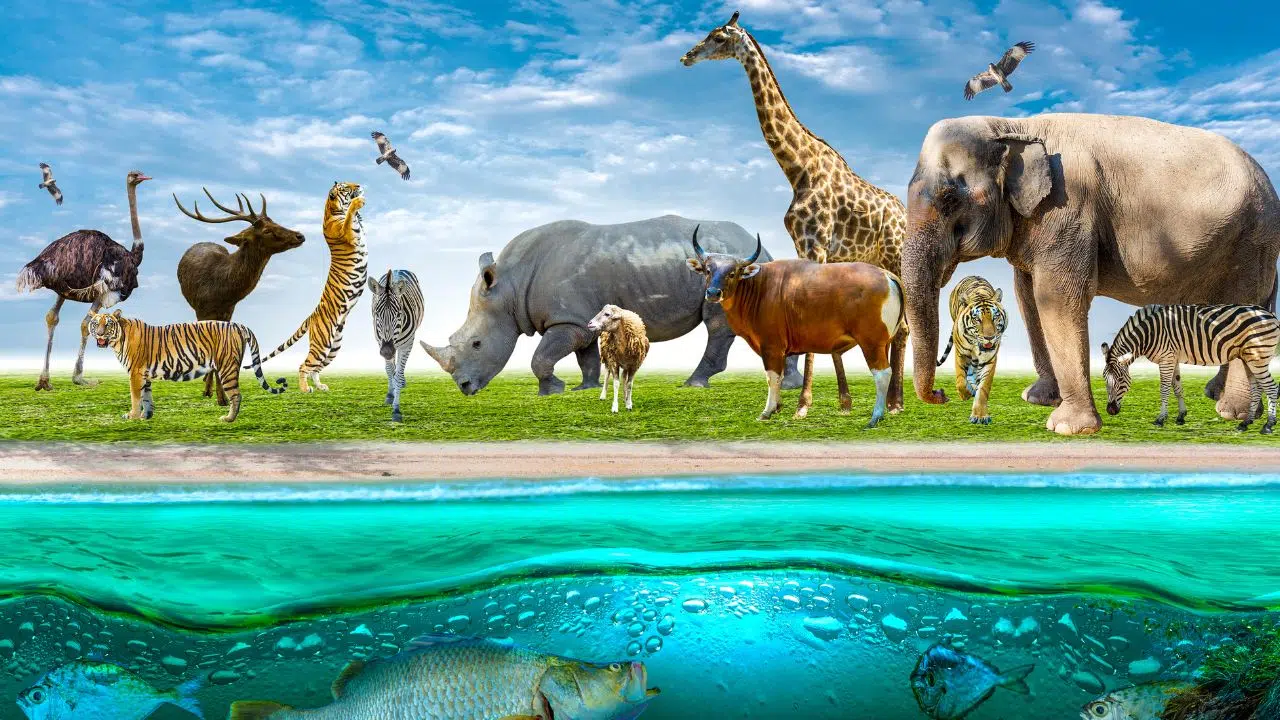 Le trafic mondial d'espèces sauvages : Une industrie clandestine à 20 Milliards d'Euros par an Le trafic mondial d'espèces sauvages : Une industrie clandestine à 20 Milliards d'Euros par an