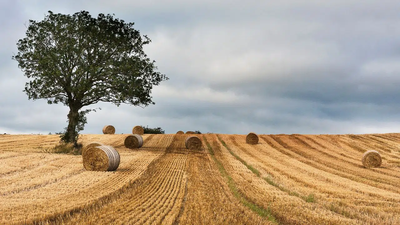 Groupama lance la première Assurance Emprunteur pour projets Bas-Carbone en agriculture Groupama lance la première Assurance Emprunteur pour projets Bas-Carbone en agriculture
