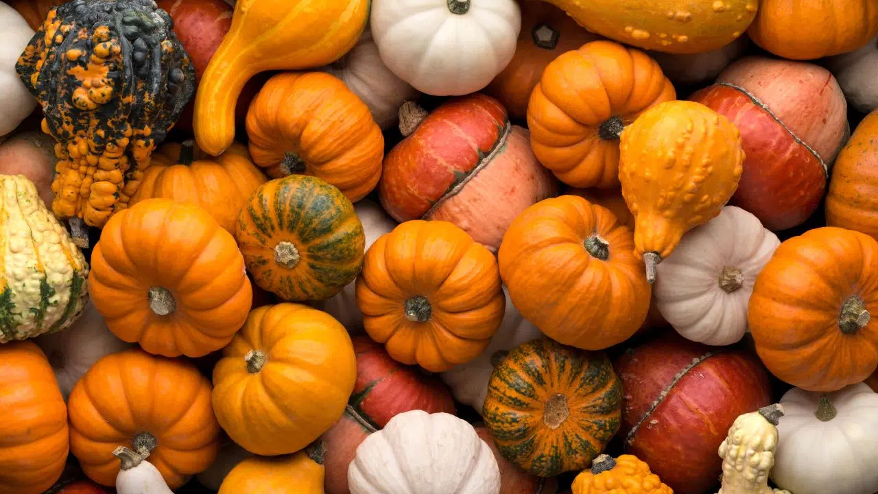 Courges et potirons, savoureux légumes de saison Courges et potirons, savoureux légumes de saison
