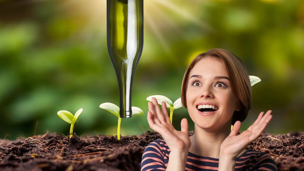 Astuce jardin : arroser vos plantes avec une bouteille de vin !