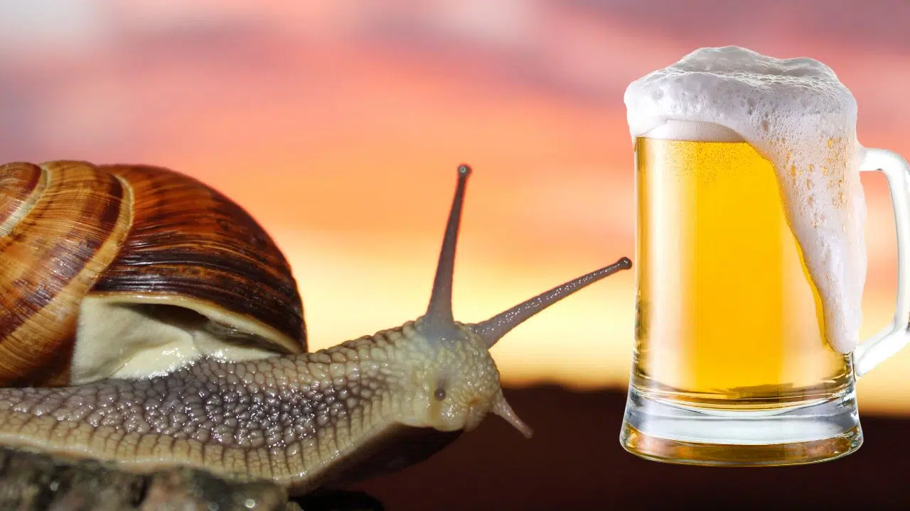 Les escargots dévorent votre jardin ? Saouler-les ! Les escargots dévorent votre jardin ? Saouler-les !