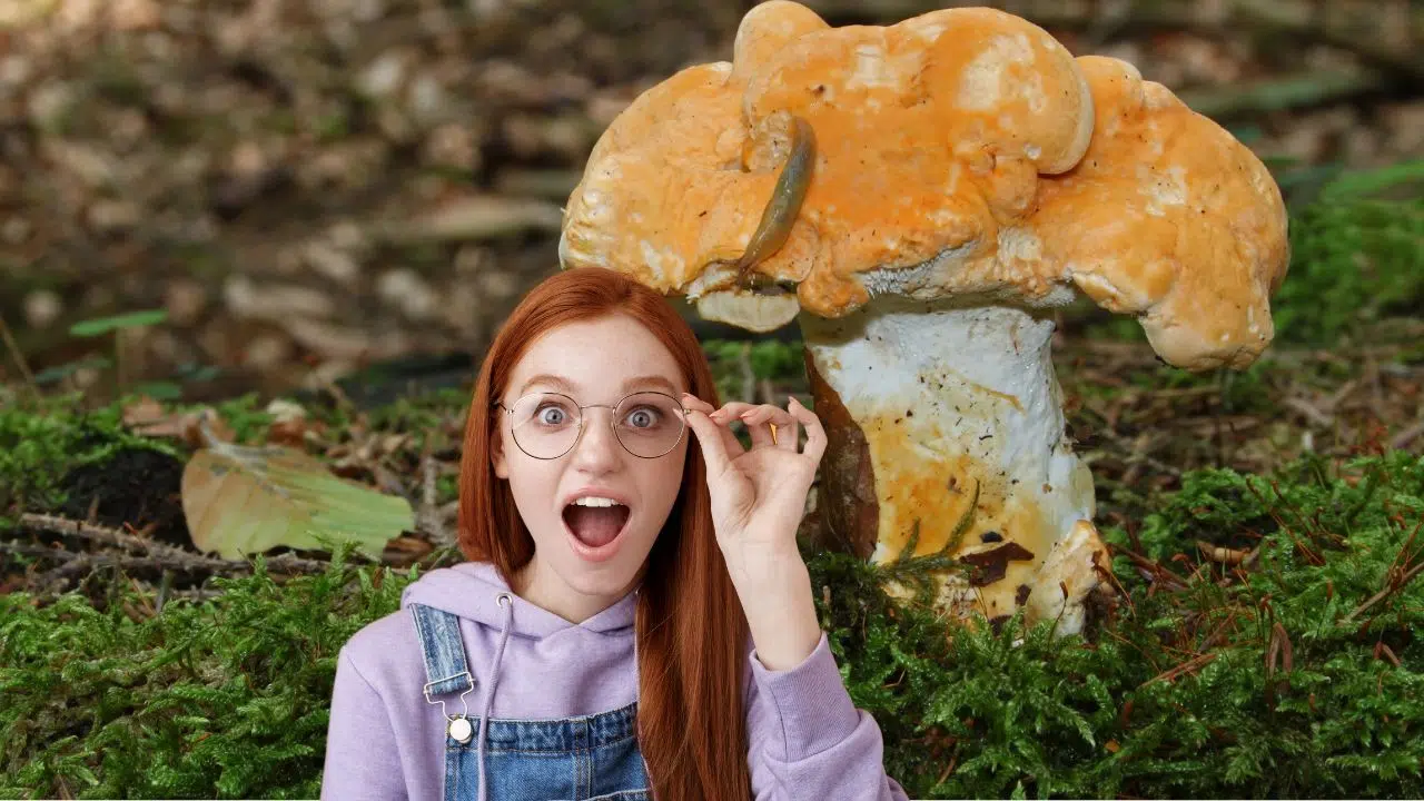 Avis aux chasseurs de champignons : Le pied-de-mouton peut-encore être trouvé en décembre ! Avis aux chasseurs de champignons : Le pied-de-mouton peut-encore être trouvé en décembre !