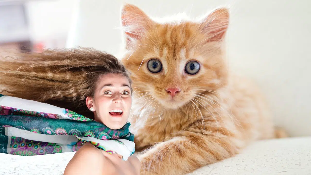 Votre chat vous renifle le visage ? l'explication est très simple