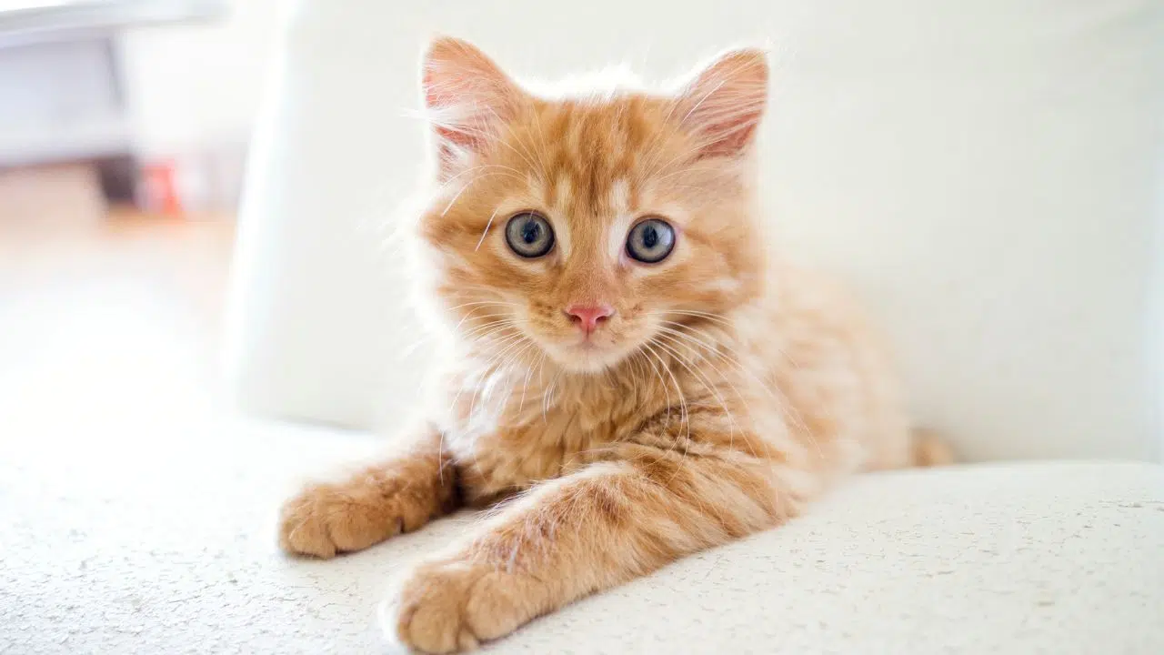 Le patounage des chats ? On a l'explication qui vous manquait ! Le patounage des chats ? On a l'explication qui vous manquait !