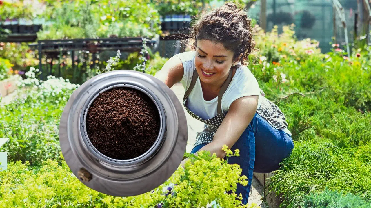 Les utilisations astucieuses du marc de café entre maison et jardin Les utilisations astucieuses du marc de café entre maison et jardin