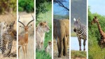 Journée internationale pour les Droits des Animaux