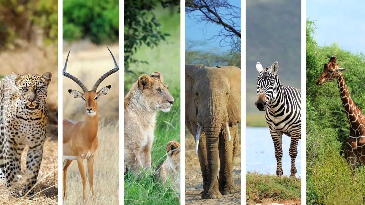 Journée internationale pour les Droits des Animaux Journée internationale pour les Droits des Animaux