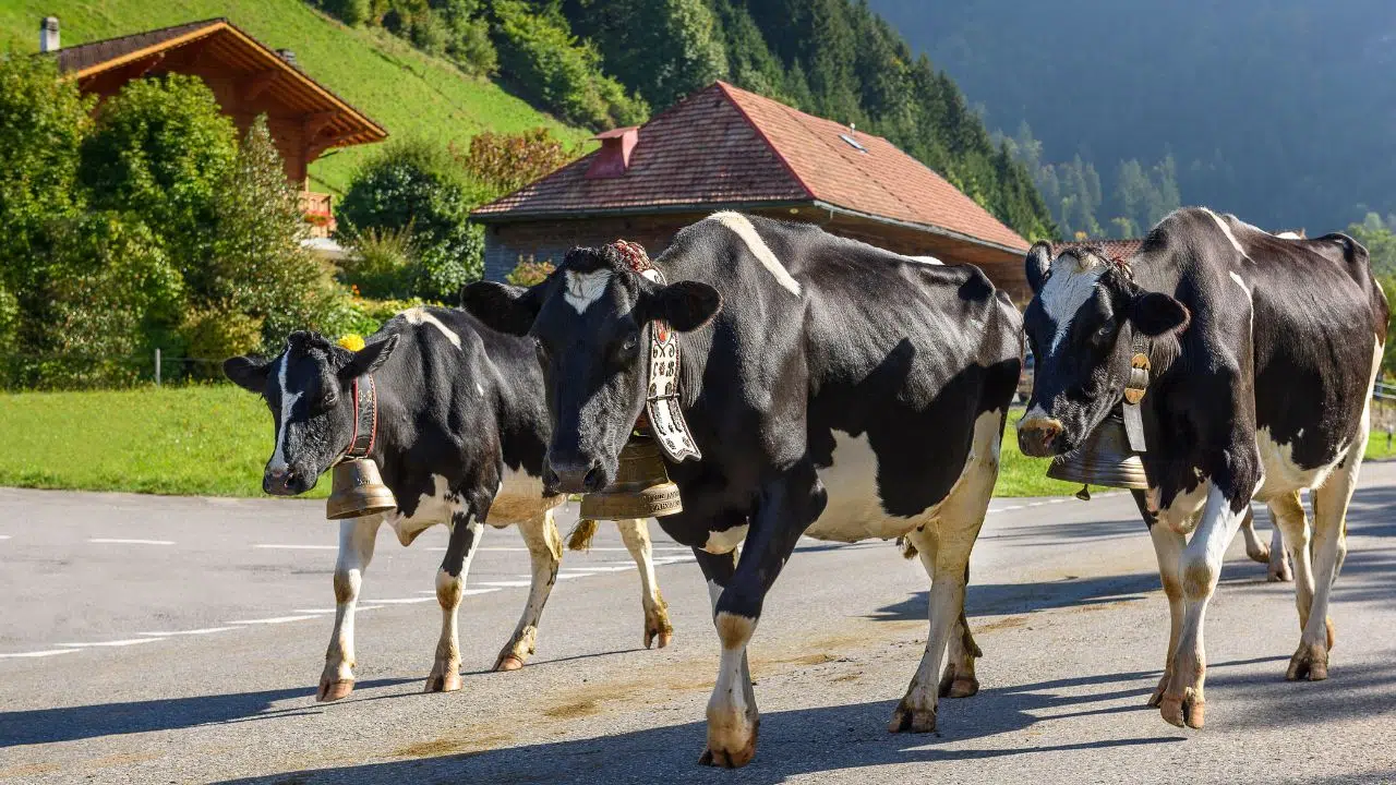 La transhumance Enfin reconnue patrimoine culturel immatériel de l’humanité La transhumance Enfin reconnue patrimoine culturel immatériel de l’humanité