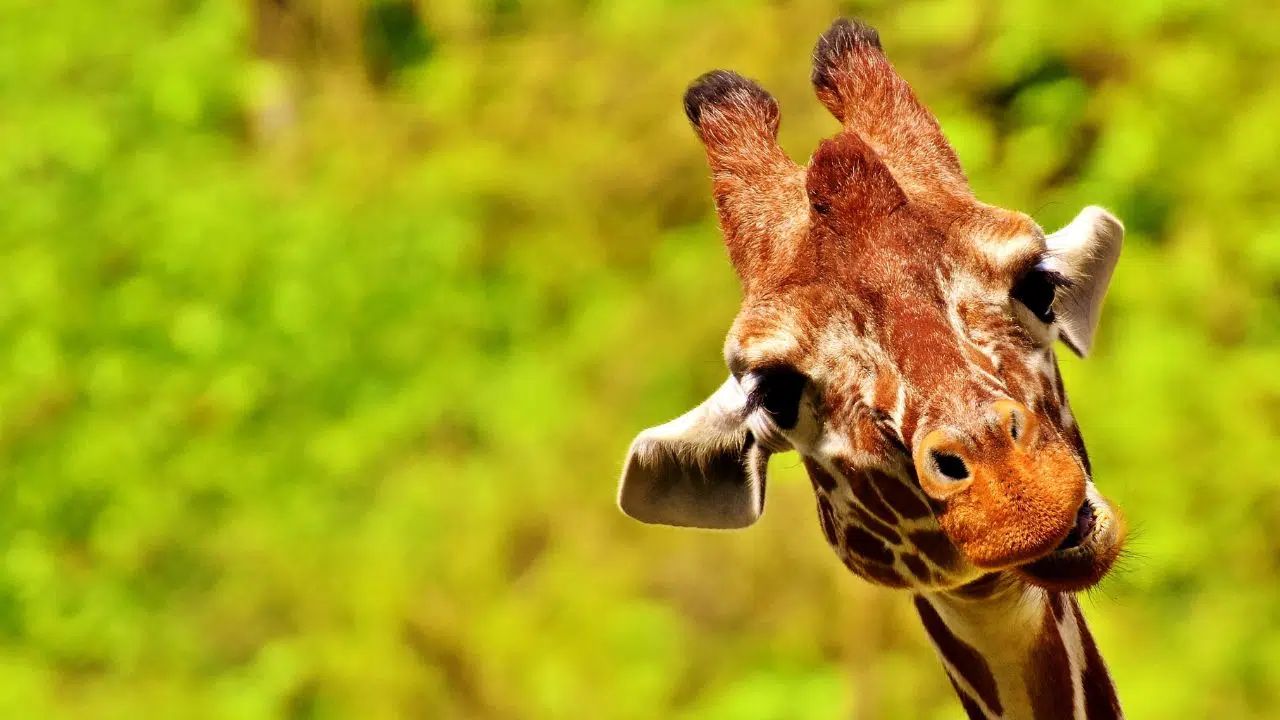 Le Défi « Sauver les Espèces » un million de dollars pour une organisation dédiée à la protection d'une espèce en danger d'extinction Le Défi « Sauver les Espèces » un million de dollars pour une organisation dédiée à la protection d'une espèce en danger d'extinction