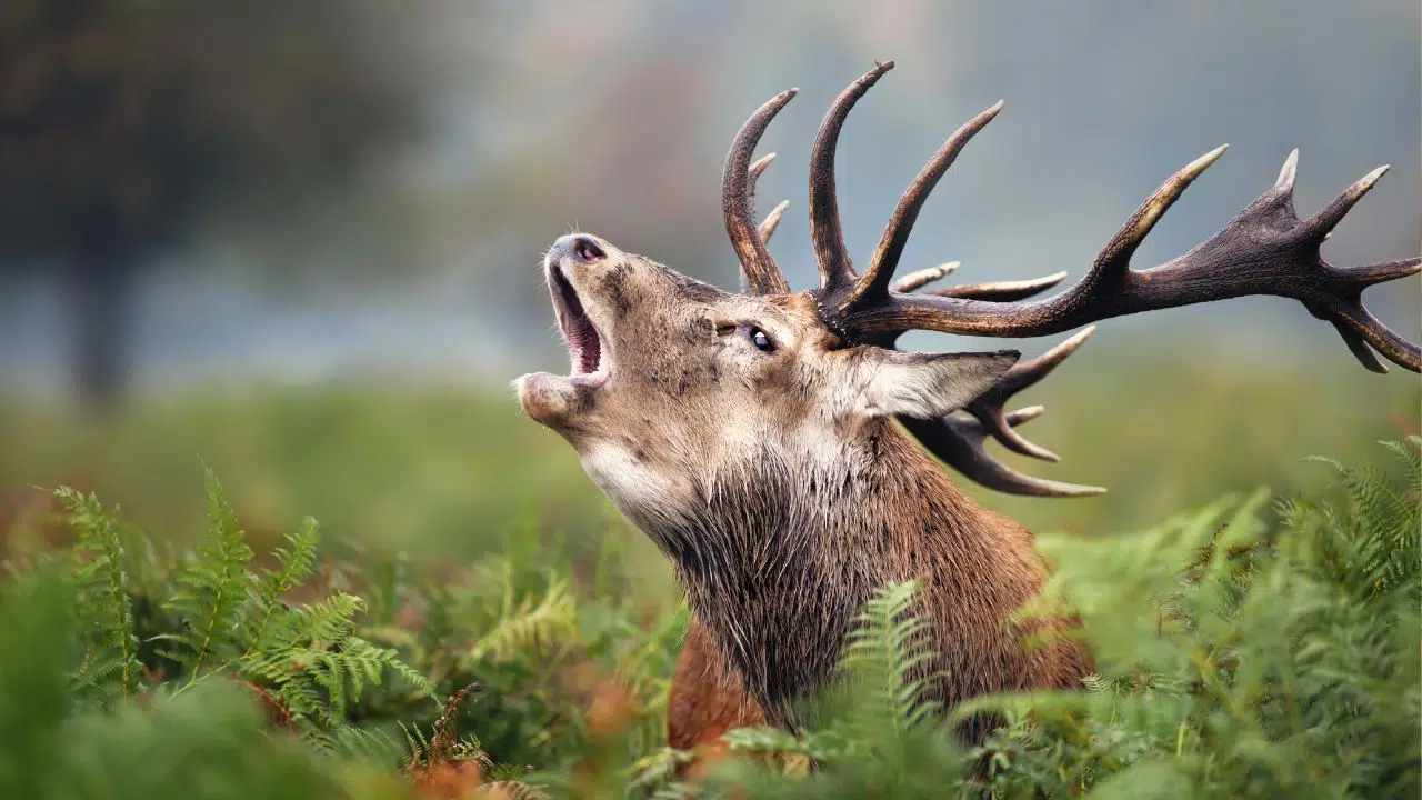 Pourquoi la maladie débilitante chronique des cervidés fait elle si peur MDC ou CWD Pourquoi la maladie débilitante chronique des cervidés fait elle si peur MDC ou CWD
