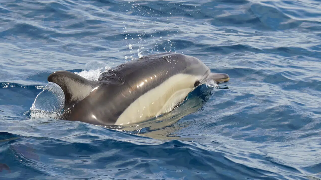 Victoire pour la protection des dauphins : Le conseil d’état agit sur dérogations de pêche dans le golfe de Gascogne Victoire pour la protection des dauphins : Le conseil d’état agit sur dérogations de pêche dans le golfe de Gascogne