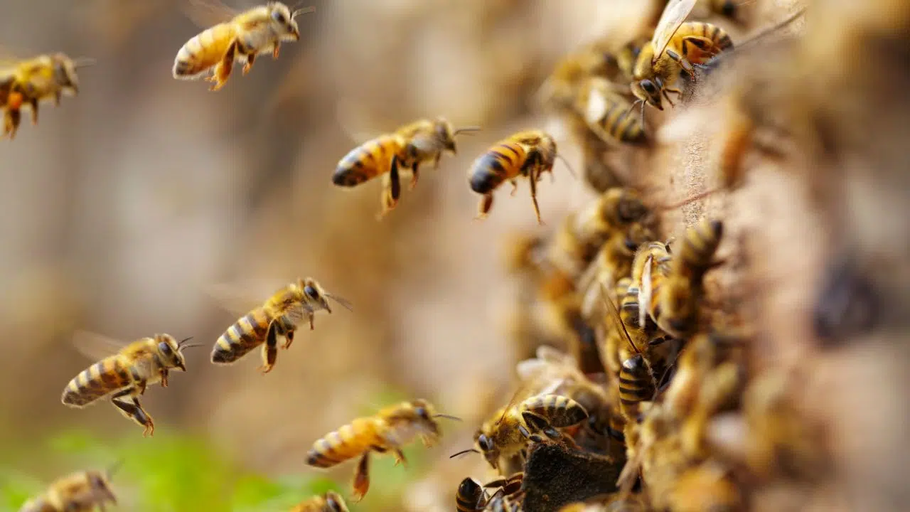 Révélations alarmantes Comment le projet PoshBee change tout ce que nous savions sur les abeilles Révélations alarmantes Comment le projet PoshBee change tout ce que nous savions sur les abeilles