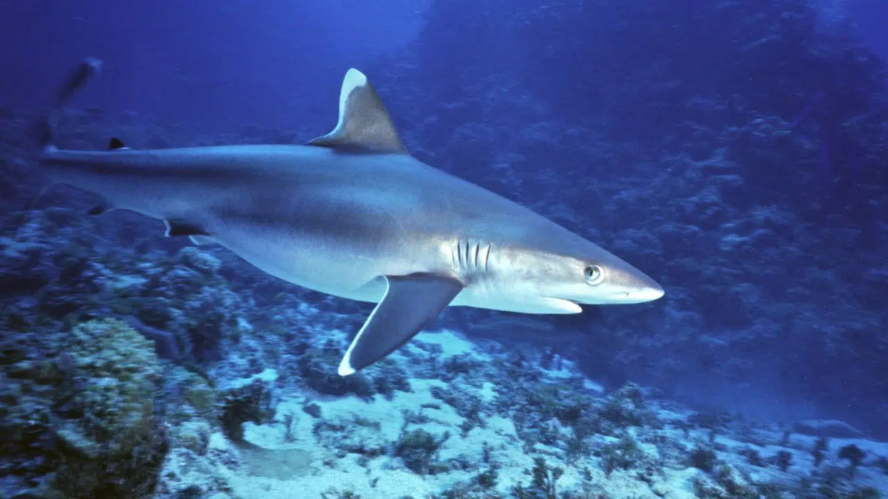 Risque requin à la Réunion Où en sommes nous Une prévention d'ensemble