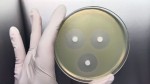 Découverte d'une nouvelle classe antibiotiques grâce à l'IA