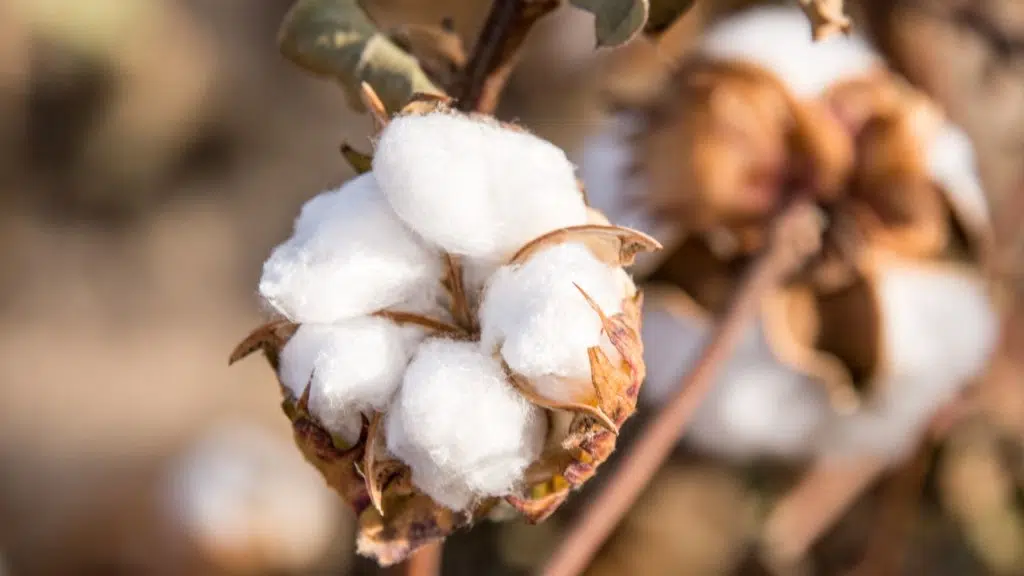 EUCOTTON : Un label de confiance pour le coton curopéen