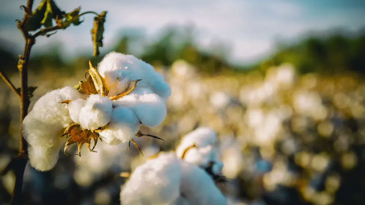 Initiative EUCOTTON : La révolution de la traçabilité dans la Mode Européenne Initiative EUCOTTON : La révolution de la traçabilité dans la Mode Européenne