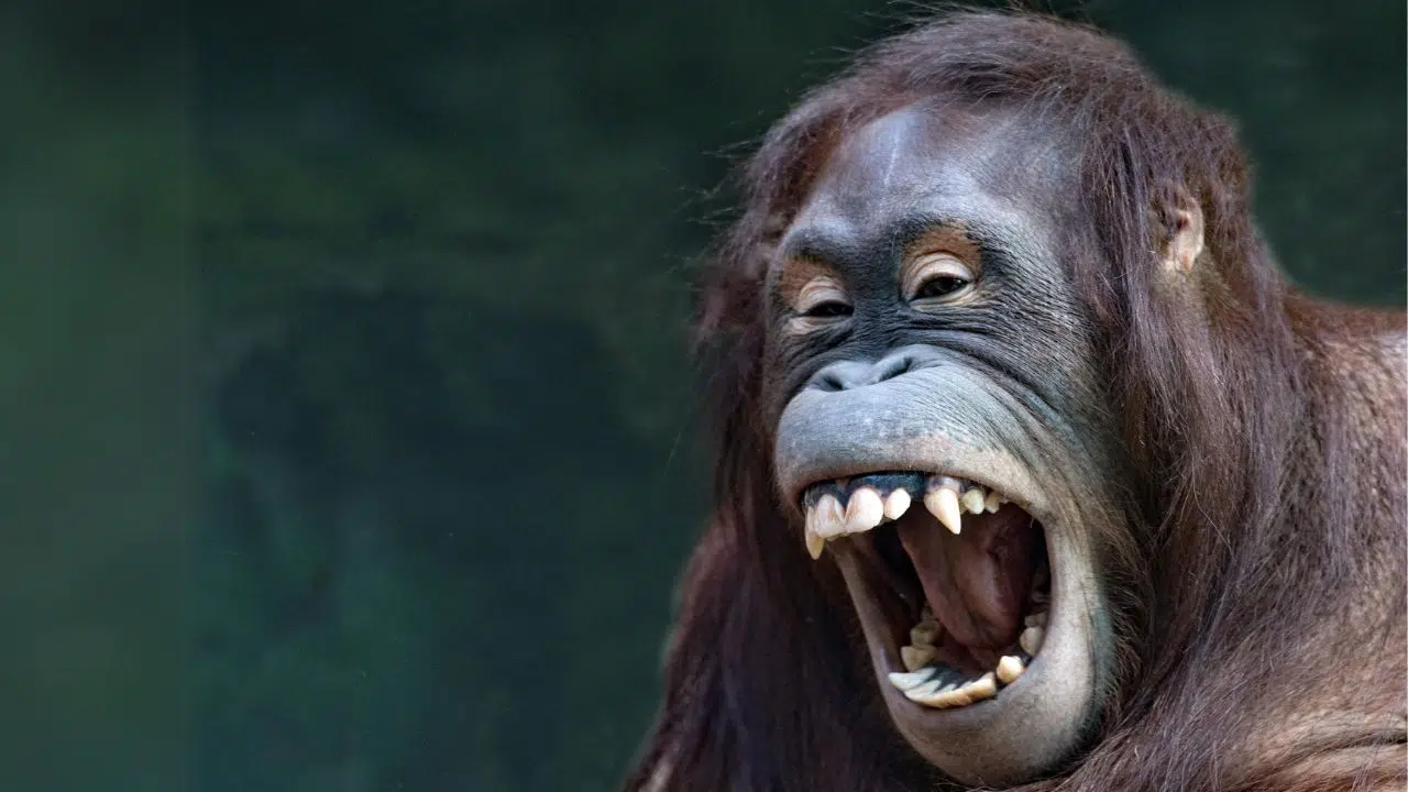 Journée mondiale des singes : le 14 décembre 2023 Journée mondiale des singes : le 14 décembre 2023