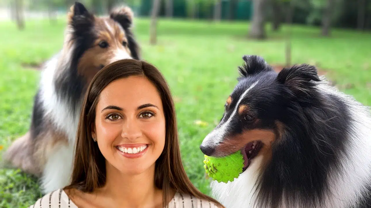 Vous cherchez le chien parfait ? Découvrez pourquoi le berger des Shetland est le choix numéro 1 !