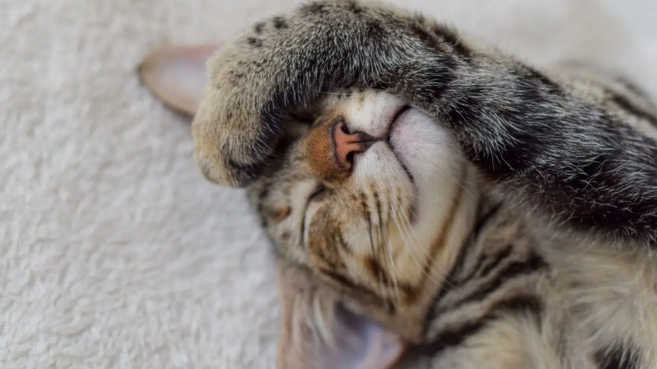 On déménage... Comment je fais avec mon chat pour qu'il s'adapte à son nouveau On déménage... Comment je fais avec mon chat pour qu'il s'adapte à son nouveau