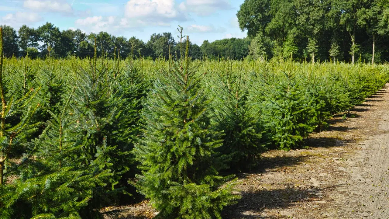 Les coulisses de noël : Plongée fascinante dans l'univers méconnu des sapins ! Les coulisses de noël : Plongée fascinante dans l'univers méconnu des sapins !