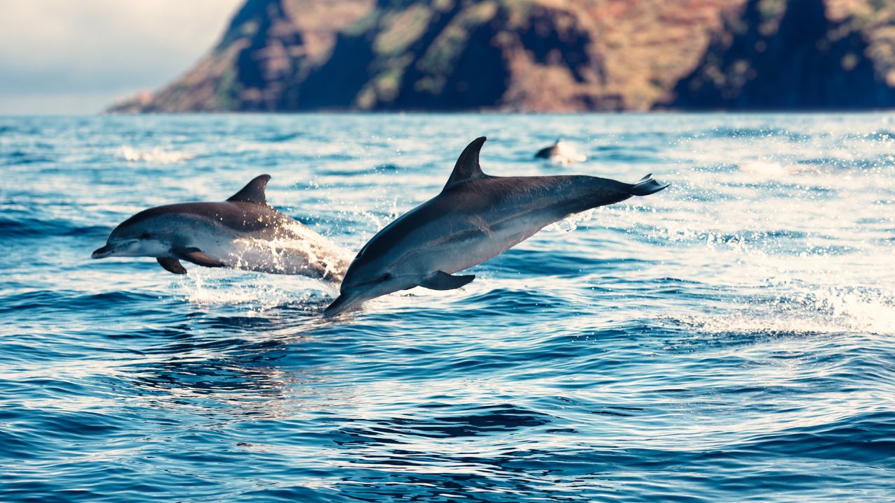 À la découverte de l’univers sensoriel des dauphins et de leurs trois « super-sens » À la découverte de l’univers sensoriel des dauphins et de leurs trois « super-sens »