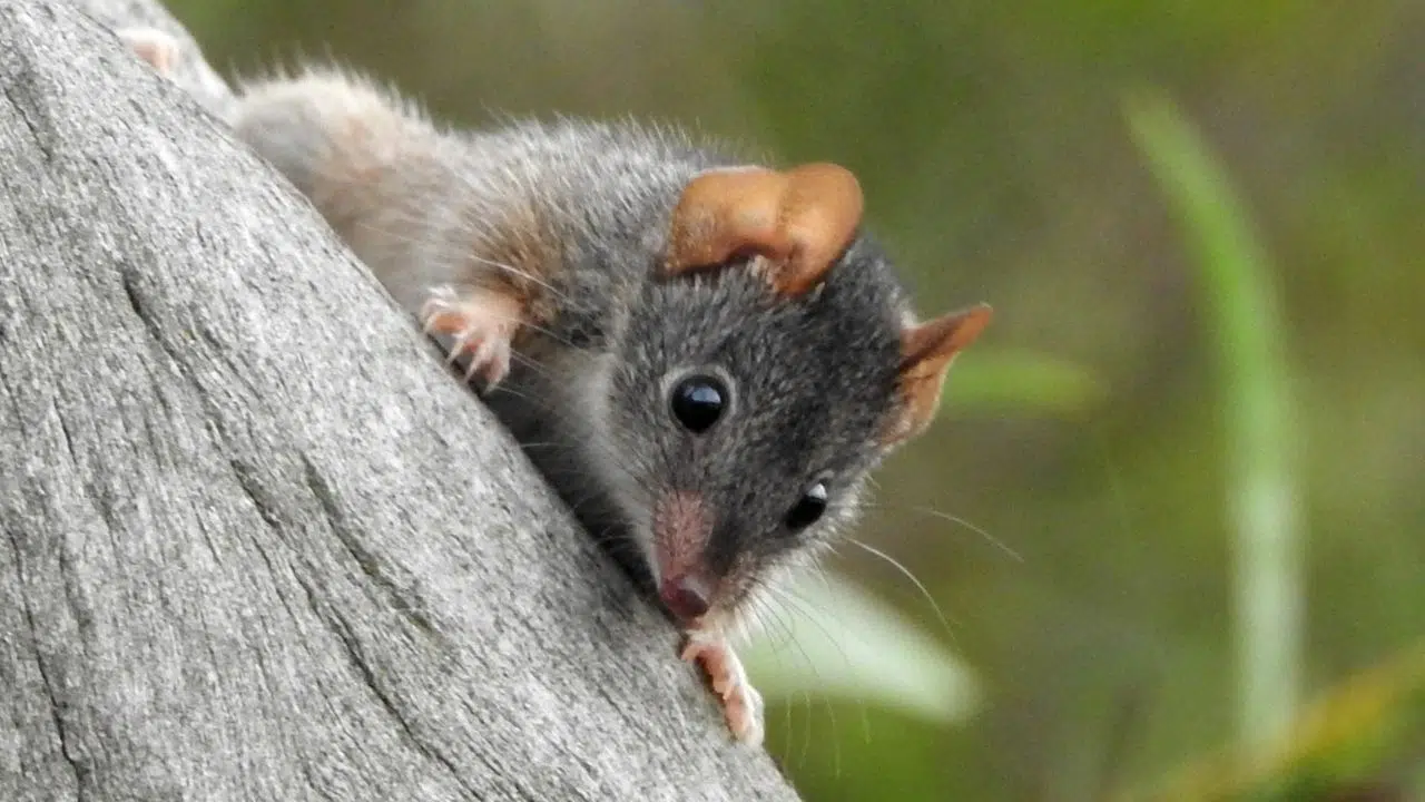 Antechinus Le sexe jusqu'à la mort Antechinus Le sexe jusqu'à la mort