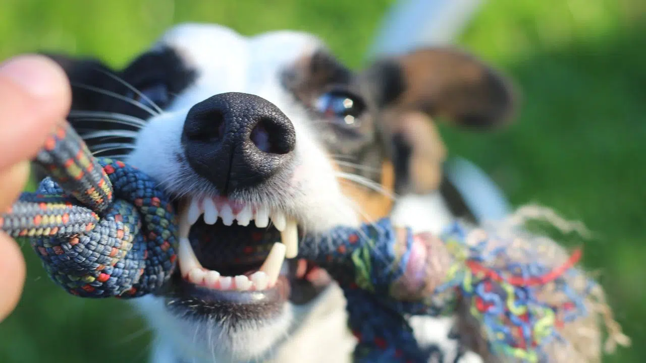 Cas de rage chez un chiot importé illégalement du Maroc Alerte sanitaire et rappel des consignes de sécurité Cas de rage chez un chiot importé illégalement du Maroc Alerte sanitaire et rappel des consignes de sécurité