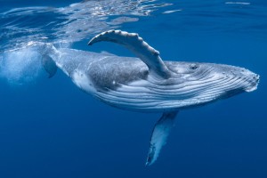 Quelles sont les baleines qu'on peut voir en France ?