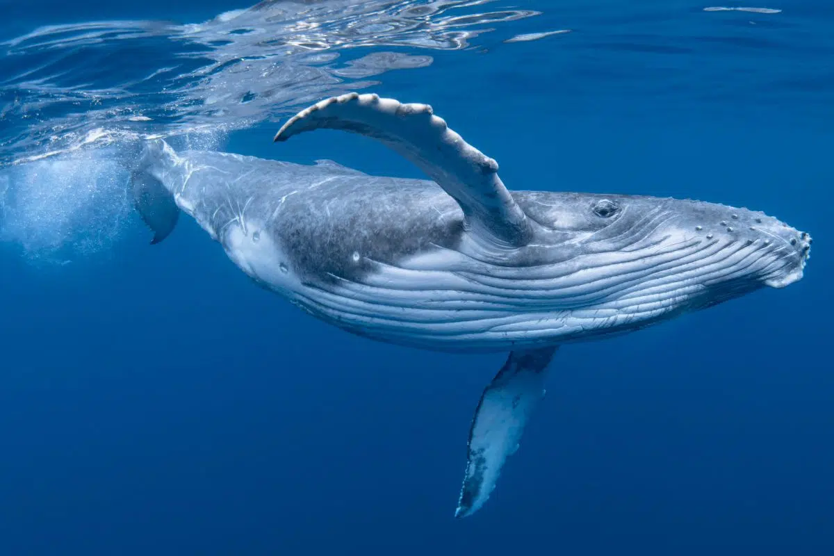 Quelles sont les baleines qu'on peut voir en France ? Quelles sont les baleines qu'on peut voir en France ?
