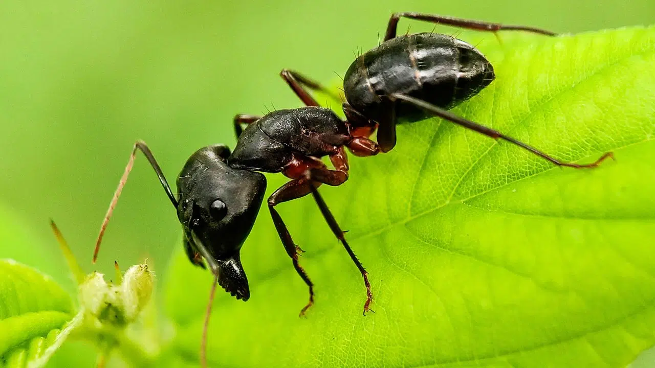 Des fourmis médicales plus efficaces que certains traitements humains ! Des fourmis médicales plus efficaces que certains traitements humains !