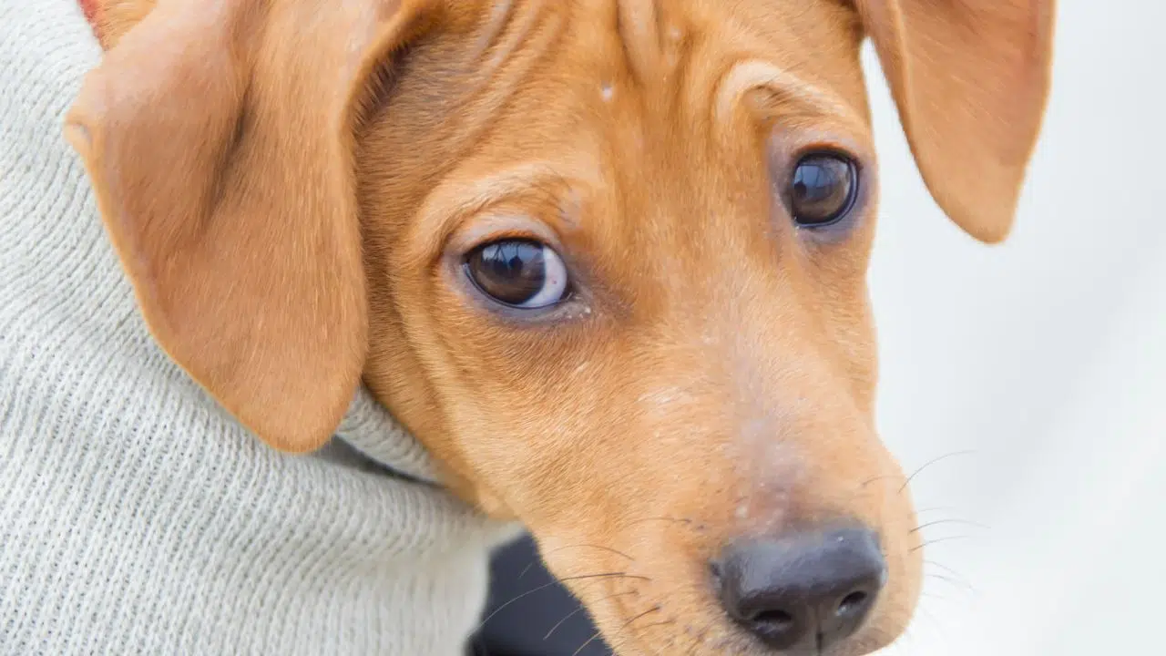 Comment dresser mon chien de manière constructive ? Comment dresser mon chien de manière constructive ?