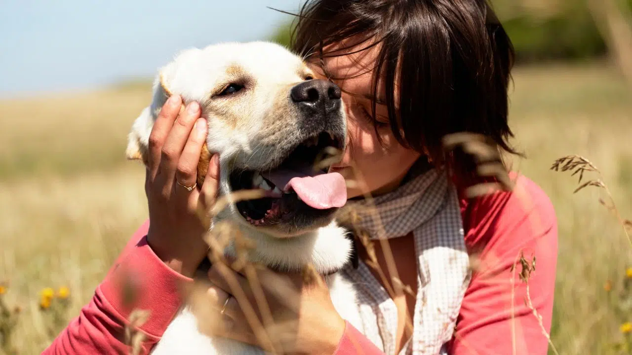 Bonne nouvelle pour les amoureux du meilleur ami de l'homme, la Corée du Sud met fin à une vieille tradition culinaire Bonne nouvelle pour les amoureux du meilleur ami de l'homme, la Corée du Sud met fin à une vieille tradition culinaire