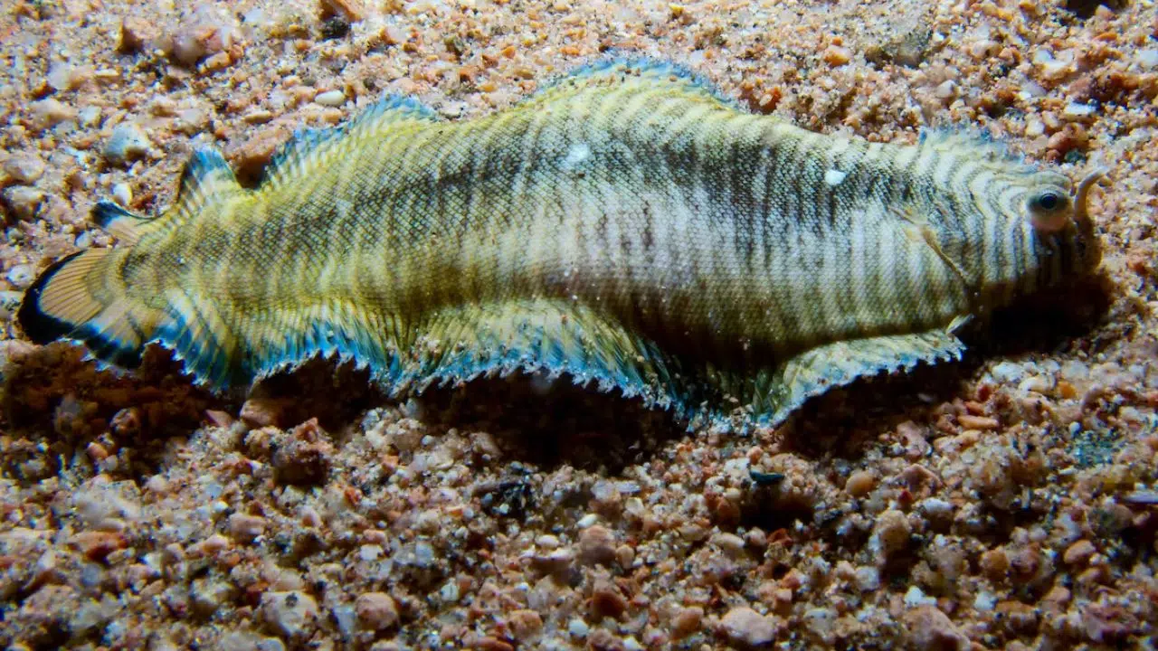 Connaissez-vous des poissons qui rampent ? Connaissez-vous des poissons qui rampent ?