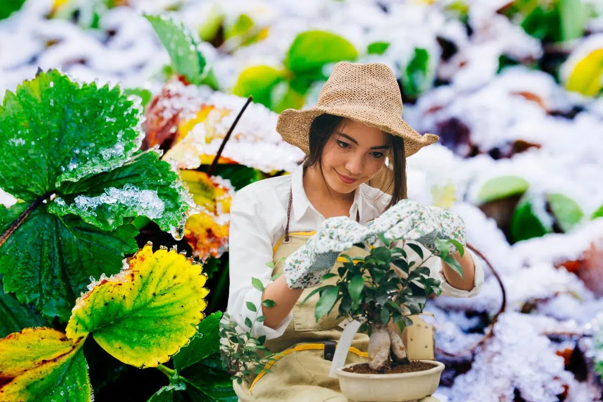 Potager en Hiver : Trois gestes clés pour un sol sain