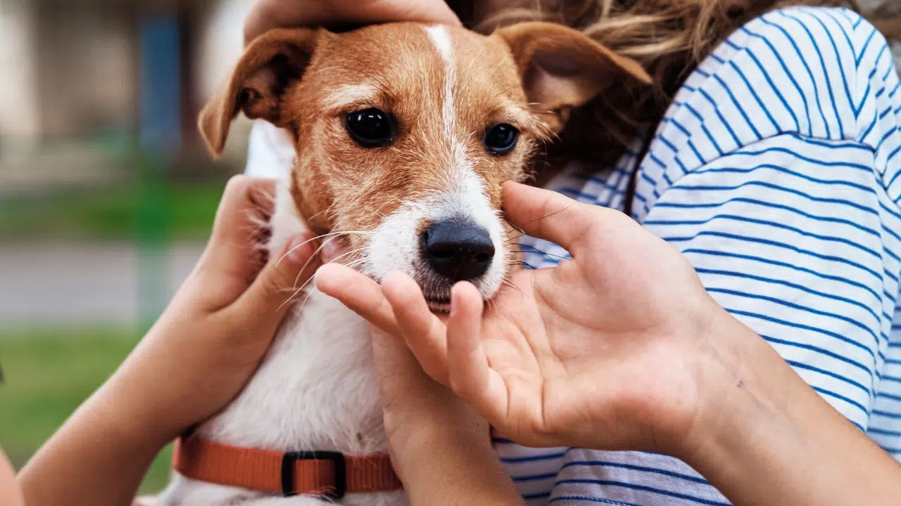 Pourquoi mon chien aime-t-il tant que je le caresse derrière les oreilles ?