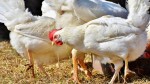 Grippe aviaire Quels sont les risques d'exposition et que faire