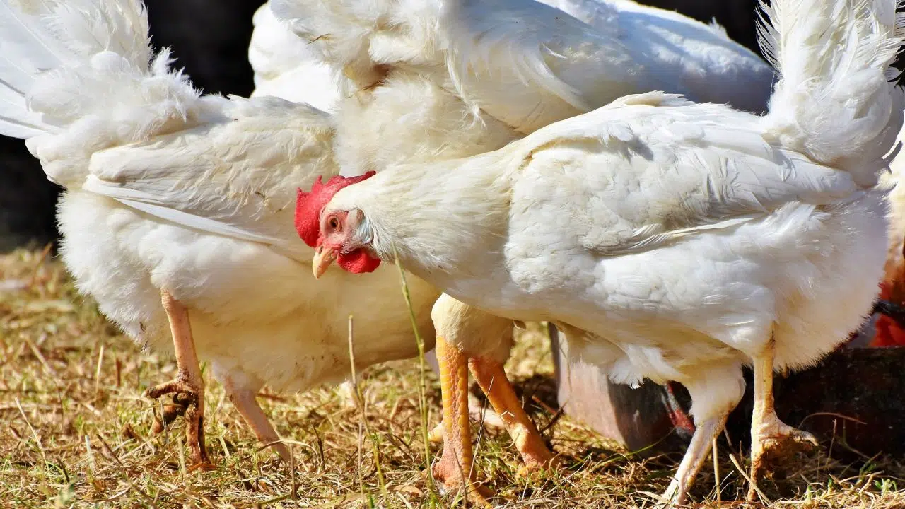 Grippe aviaire Quels sont les risques d'exposition et que faire Grippe aviaire Quels sont les risques d'exposition et que faire