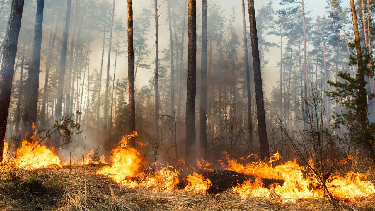 La France face au défi des feux de forêt dans un contexte de changement climatique La France face au défi des feux de forêt dans un contexte de changement climatique